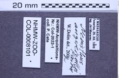 Etiketten zu Meristhus angulicollis (NHMW-ZOO-COL-0008101)